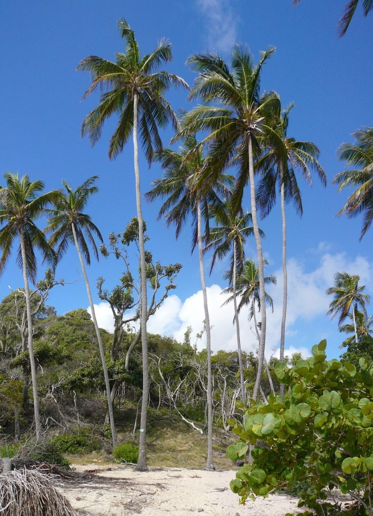 beach martinique car rental